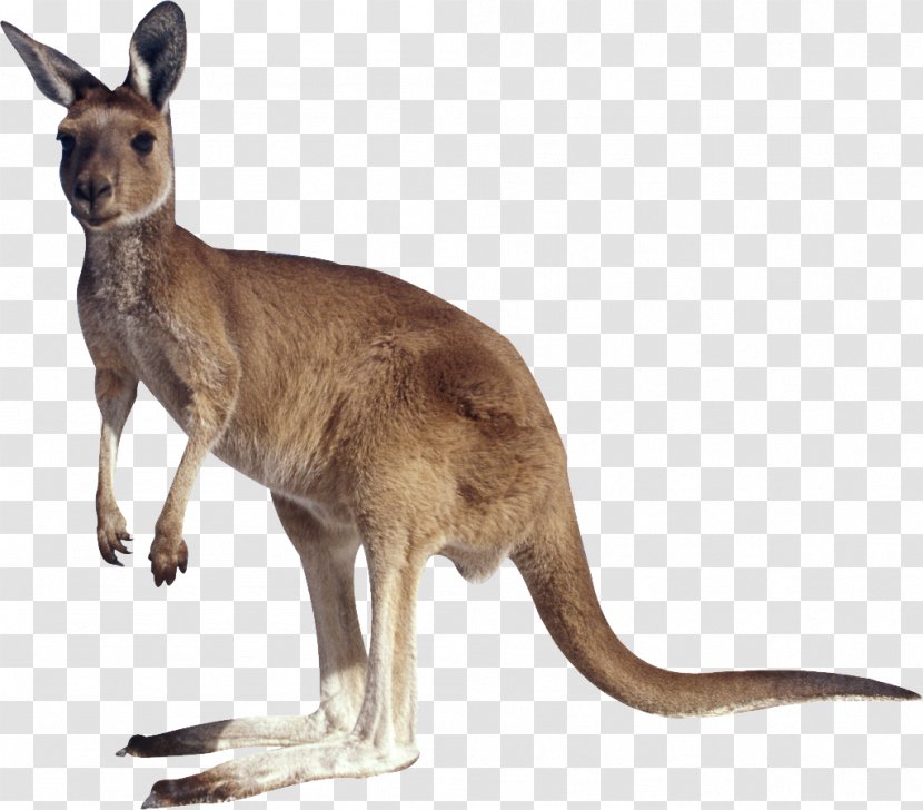 Macropodidae Kangaroo Clip Art - Terrestrial Animal Transparent PNG