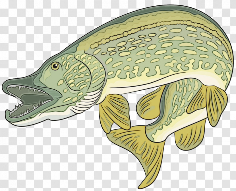 Turtles Fish Cartoon Biology Science Transparent PNG