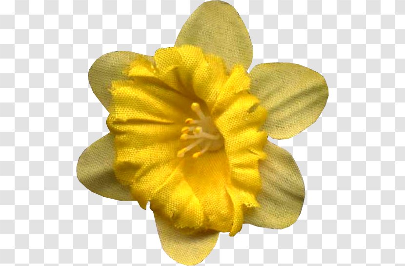 Narcissus Petal - Yellow - Amaryllis Family Transparent PNG