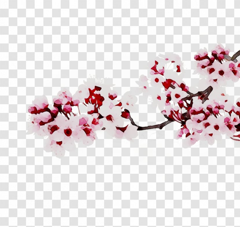 ST.AU.150 MIN.V.UNC.NR AD Cherry Blossom Pink M Cherries Transparent PNG