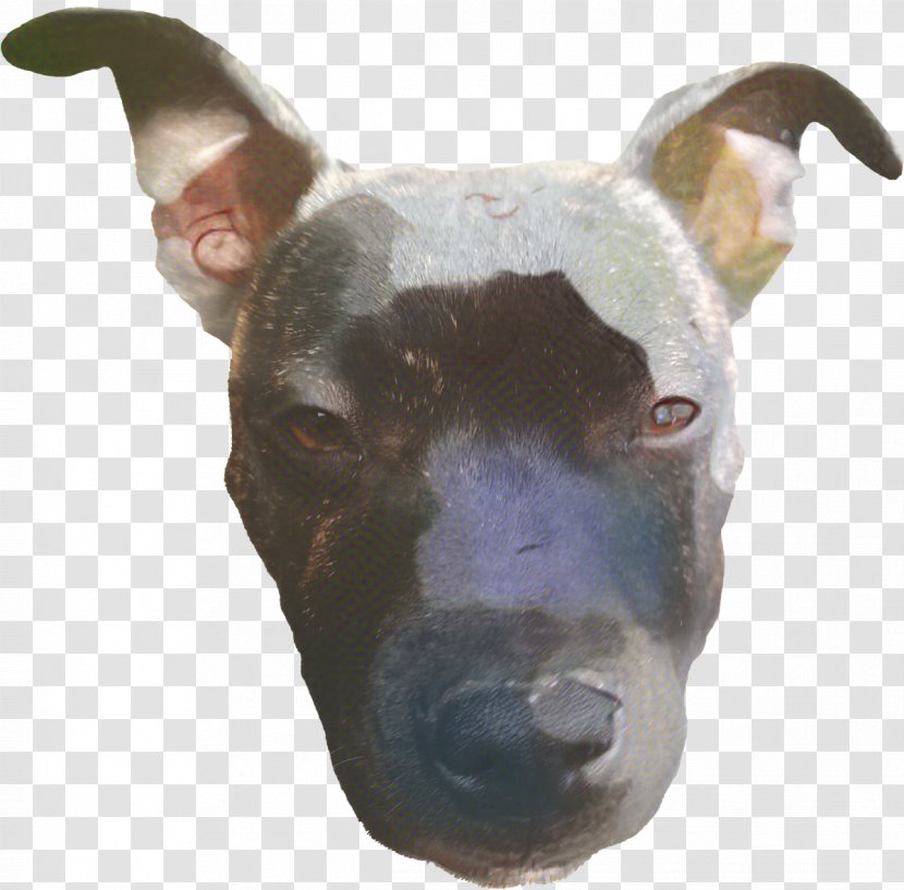 Cartoon Dog - Snout - Ear Bull And Terrier Transparent PNG