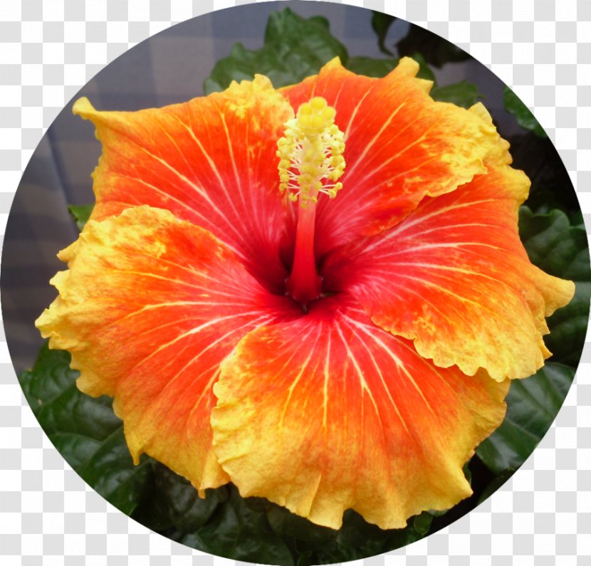 Shoeblackplant Mallows Flowering Plant Petal - Mallow - Hibiscus Transparent PNG