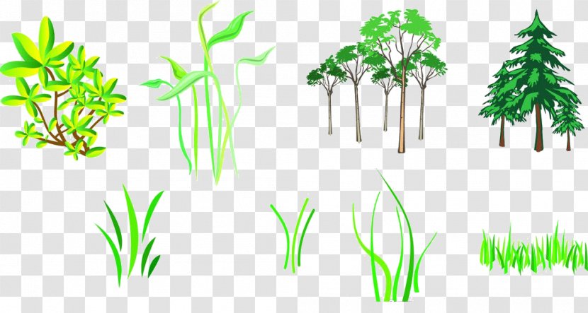 Branch Tree Silhouette - Ornamental Plant - Grass Transparent PNG