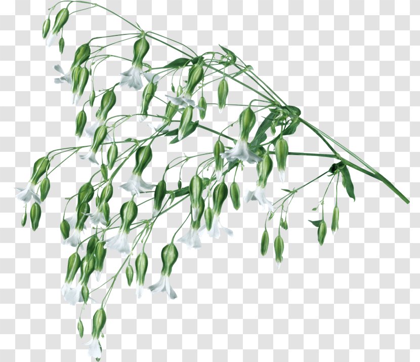 Plant Stem Herbaceous Painting Manzara - Flower - Wjzy Transparent PNG