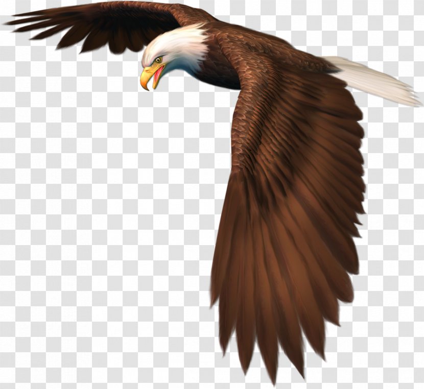 Bird Of Prey Clip Art Falcon - Bald Eagle Transparent PNG