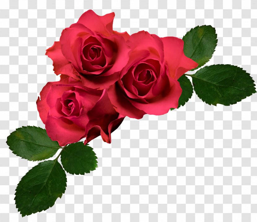 Flower Garden Roses Clip Art - Rose Transparent PNG