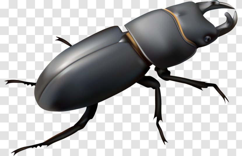 Stag Beetle Royalty-free Illustration - Royaltyfree Transparent PNG