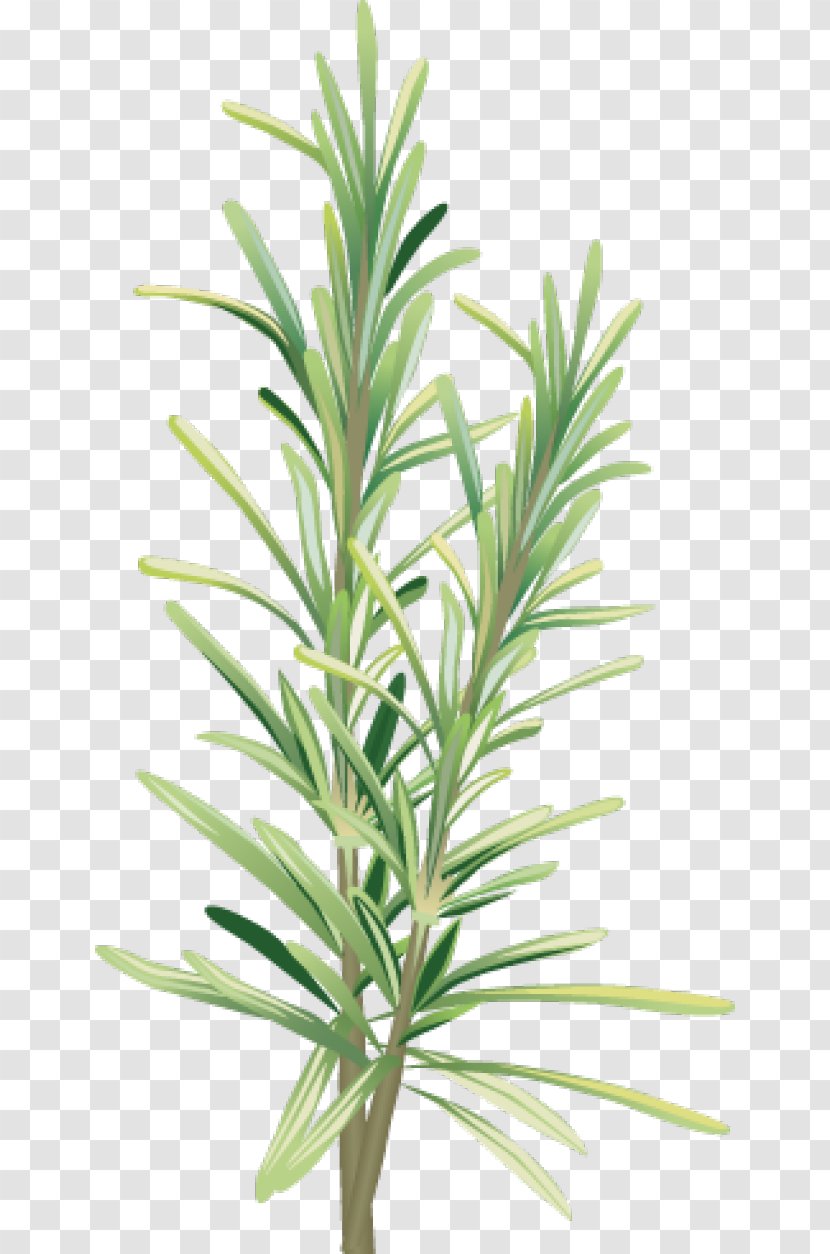 Rosemary Alecrim Herb Spice Clip Art - Plant - Cliparts Transparent PNG