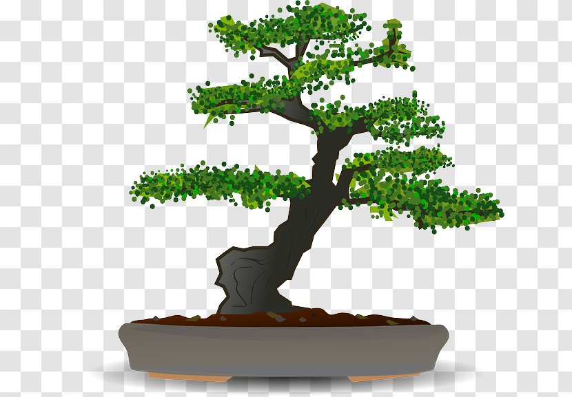 Bonsai Sageretia Theezans Tree Clip Art - Plant Transparent PNG