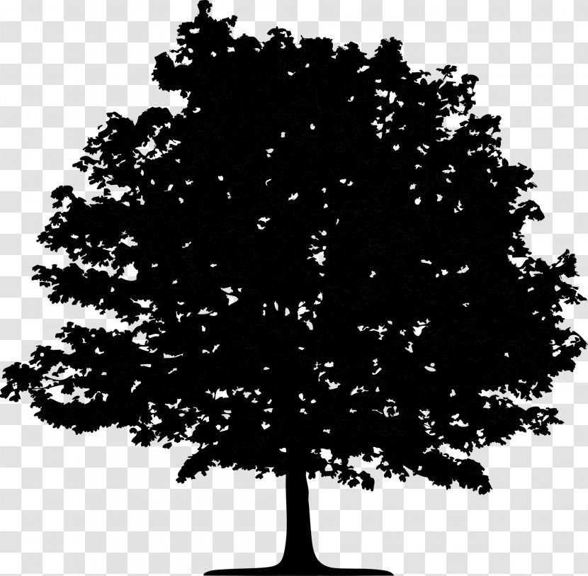 Image Oak Tree Silhouette - Woody Plant - Black Transparent PNG