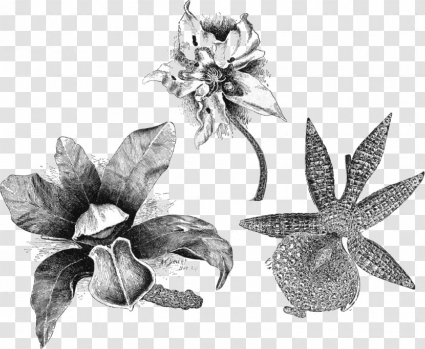 Angraecum Eburneum Cattleya Bicolor Flower Odontoglossum Drawing - Leaf - Brooch Transparent PNG