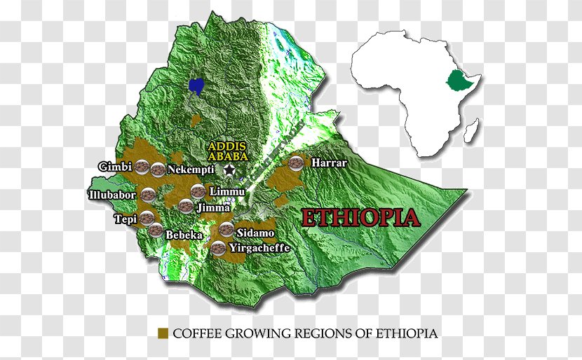 Arabica Coffee Regions Of Ethiopia Ethiopian Cuisine - Specialty Transparent PNG
