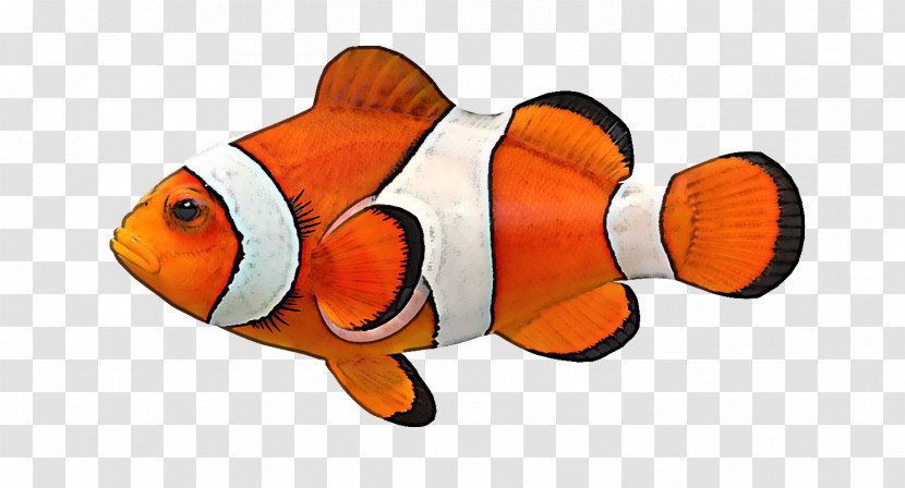 Pomacentridae Fish Anemone Fish Clownfish Fish Transparent PNG
