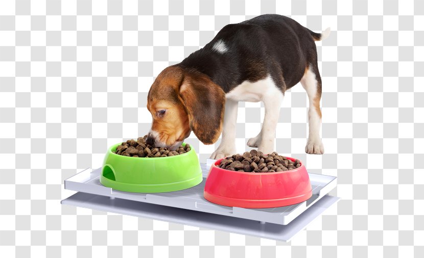 Cat Food Dog Ant Insect Transparent PNG