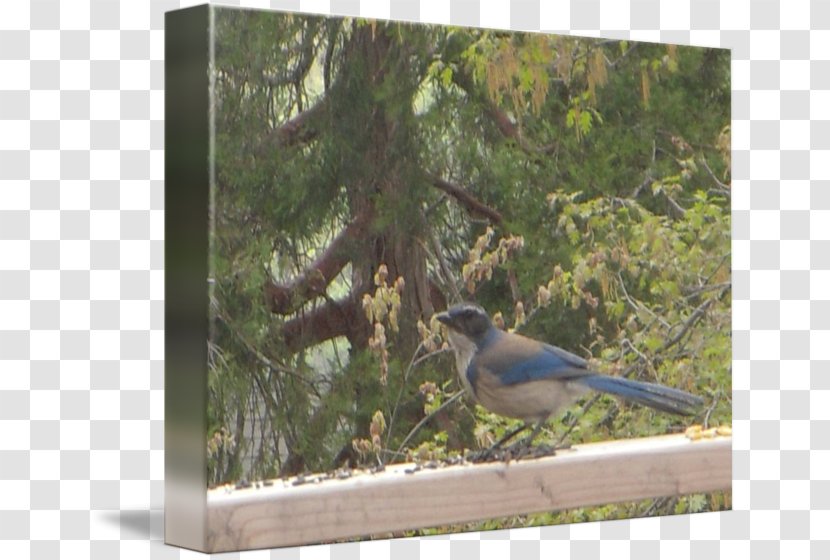 Blue Jay Fauna Ecosystem Magpie Beak Transparent PNG