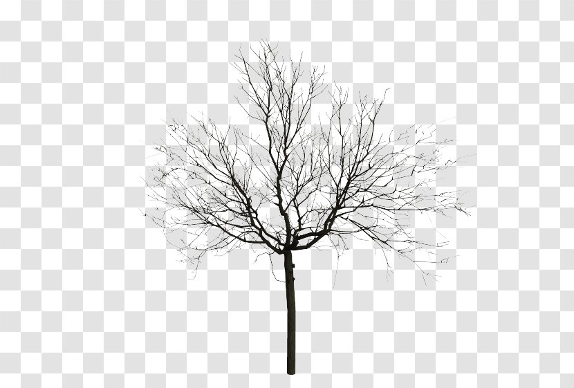 Tree Drawing Sketch - Photography - Black Transparent PNG