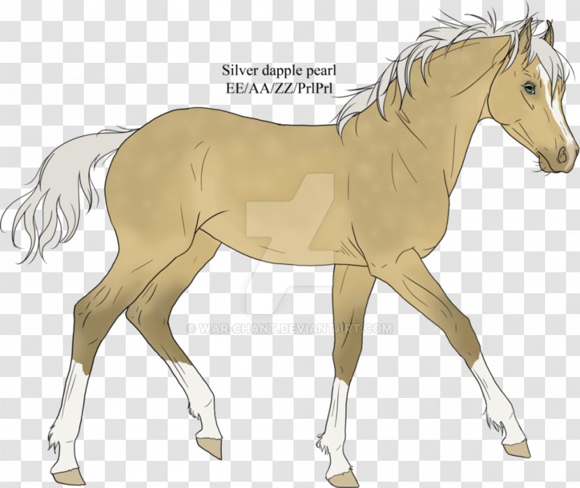 Foal Stallion Mare Mustang Colt - Wildlife - Warrior Horse Transparent PNG