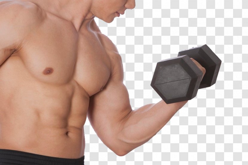 Bodybuilding Dumbbell Physical Exercise Training Fitness Centre - Frame Transparent PNG