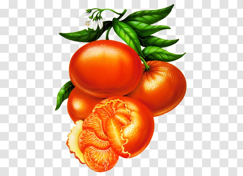 Plum Tomato Mandarin Orange Decoupage Illustration - Local Food Transparent PNG