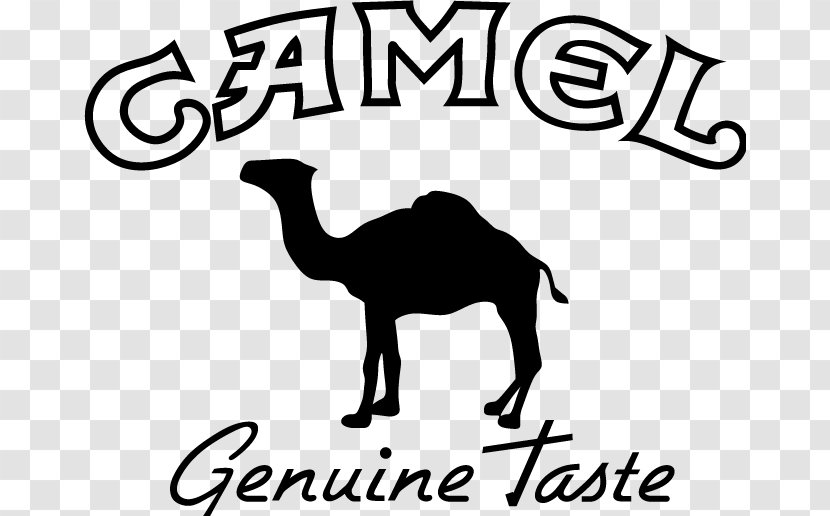 Camel - Monochrome - Like Mammal Transparent PNG