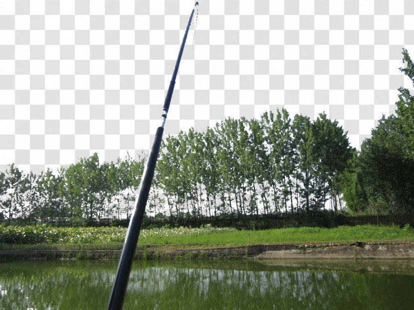Angling Fishing Rod Recreation - Plant - Wild Transparent PNG