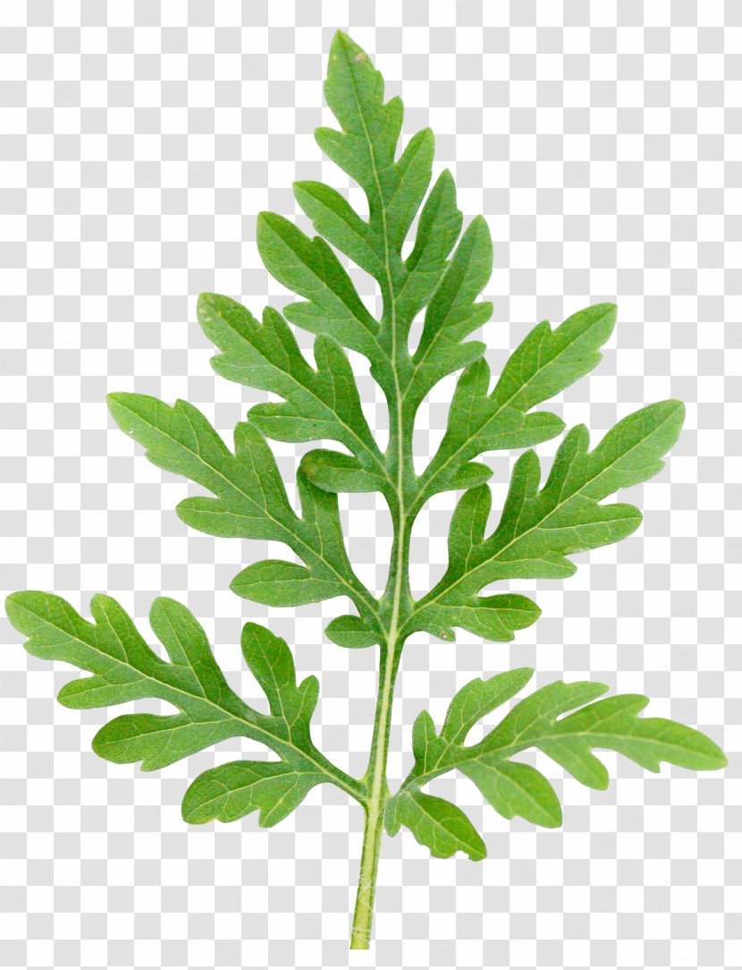 Annual Ragweed Leaf Ambrosia Trifida Ambrosioides Plant Transparent PNG