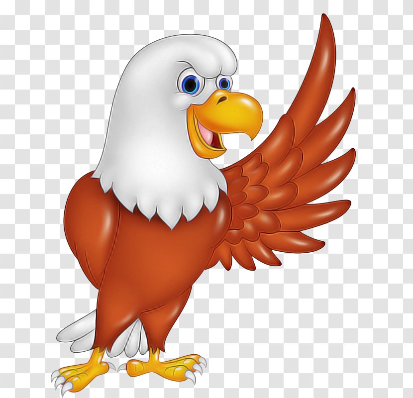 Bird Bald Eagle Beak Accipitridae - Animal Figure - Cartoon Transparent PNG