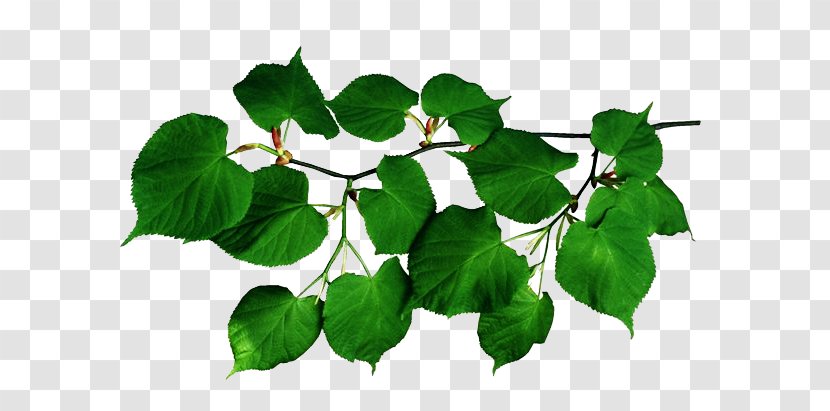 Leaf Tree Branch Plant Stem - Shoot Transparent PNG
