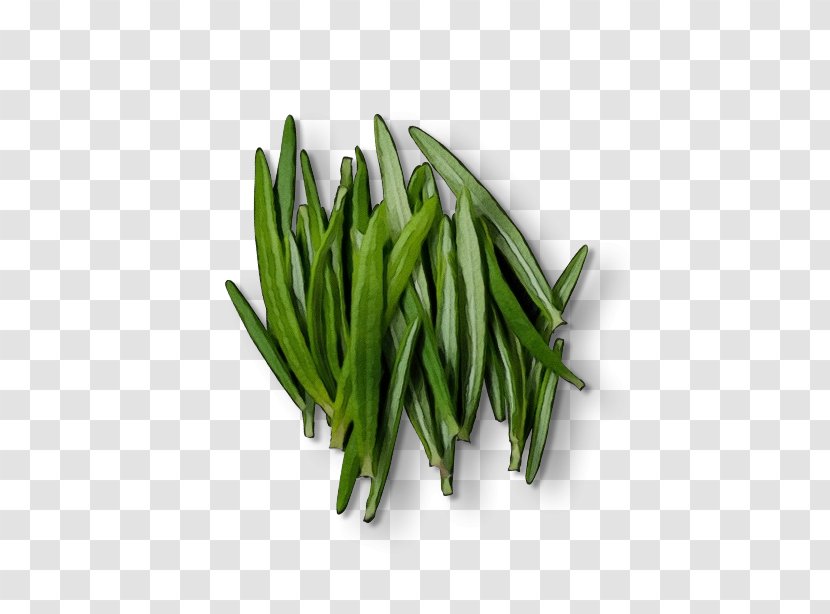 Green Grass Background - Flower - Bean Transparent PNG