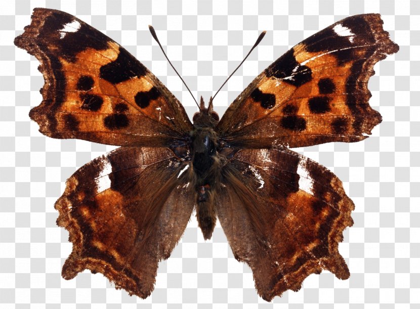 Butterfly Nymphalis Vaualbum Kaniska Canace Vanessa Indica Aglais Io - Junonia Almana Transparent PNG