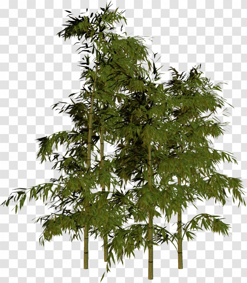 Bamboo Tree - Shrub - Fir-tree Transparent PNG