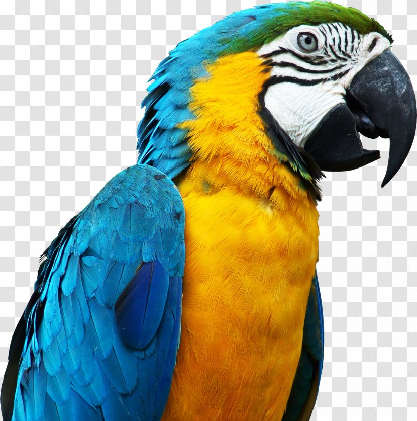 Bird Parrots - Pet - Blue Parrot Image, Free Download Transparent PNG