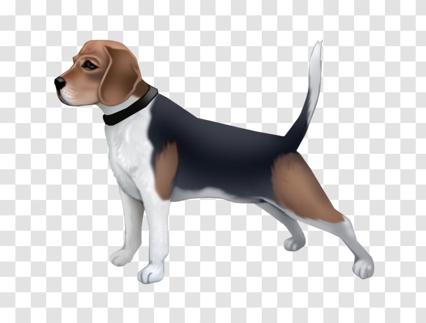 Beagle-Harrier English Foxhound American - Puppy Transparent PNG