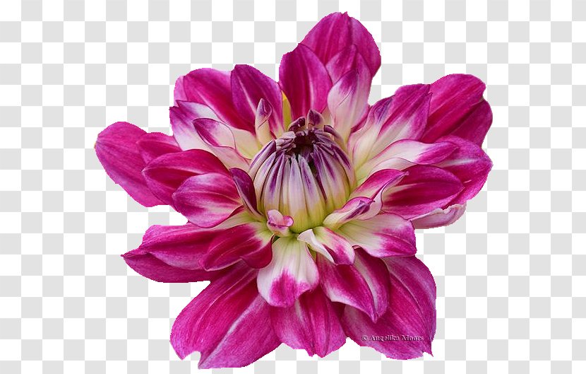 Dahlia PaintShop Pro Cut Flowers Angelika Film Center Ulead PhotoImpact - Plant - Moorish Transparent PNG