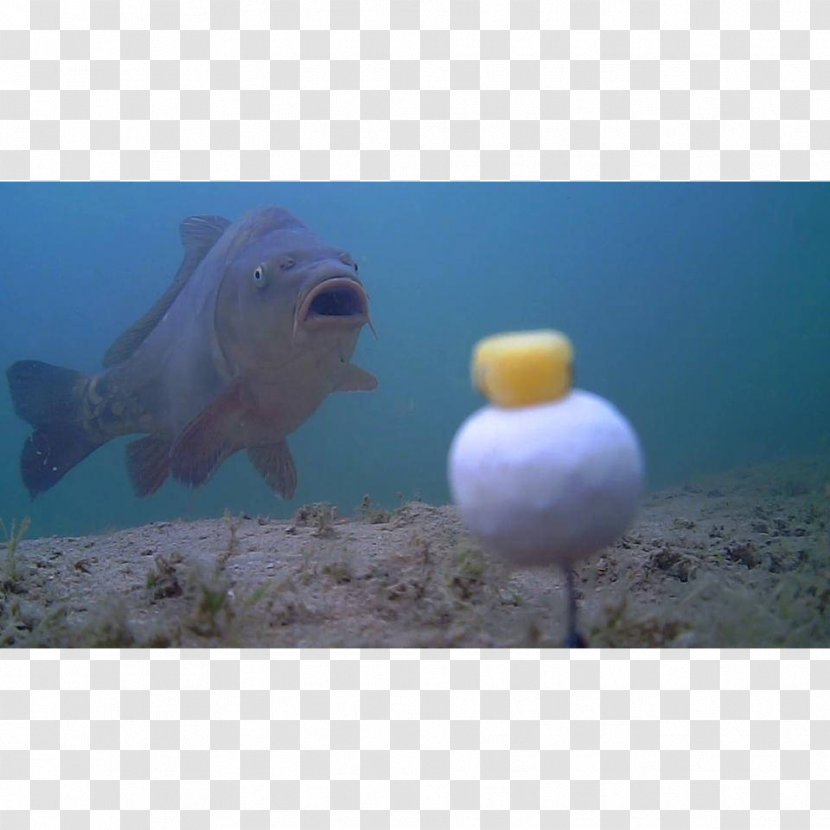 Marine Mammal Fauna Snout Fish - Underwater - Camera Transparent PNG