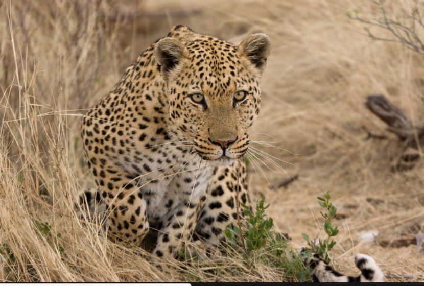 Leopard Felidae Jaguar Cheetah Ocelot - Snout Transparent PNG