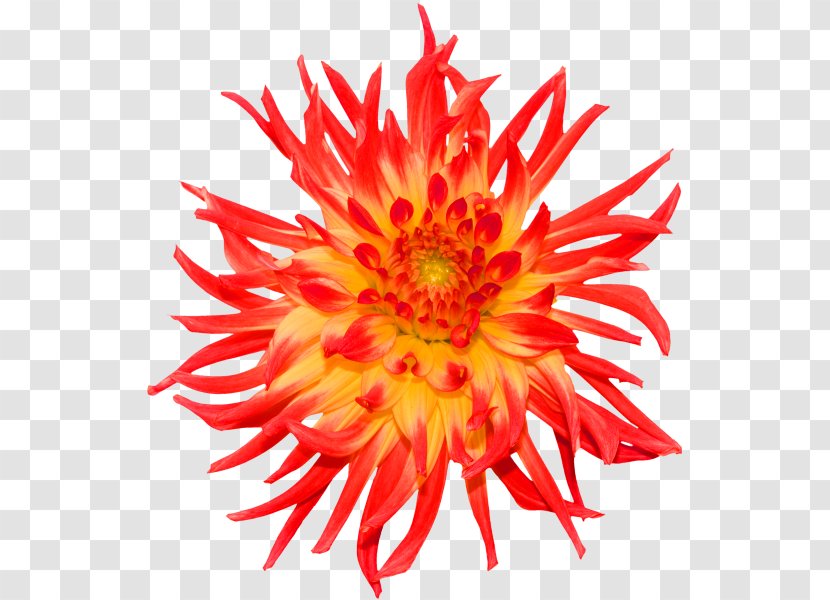 Stock Photography Royalty-free Clip Art - Gerbera - Red Chrysanthemum Decoration Pattern Transparent PNG