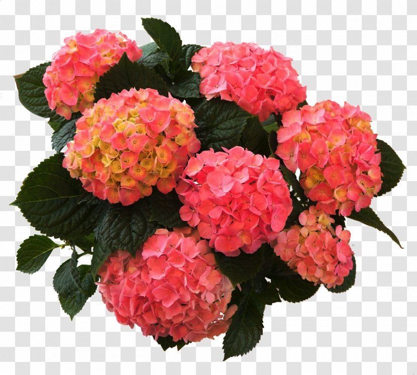 French Hydrangea Plants Flower Shrub - Hortensie Transparent PNG