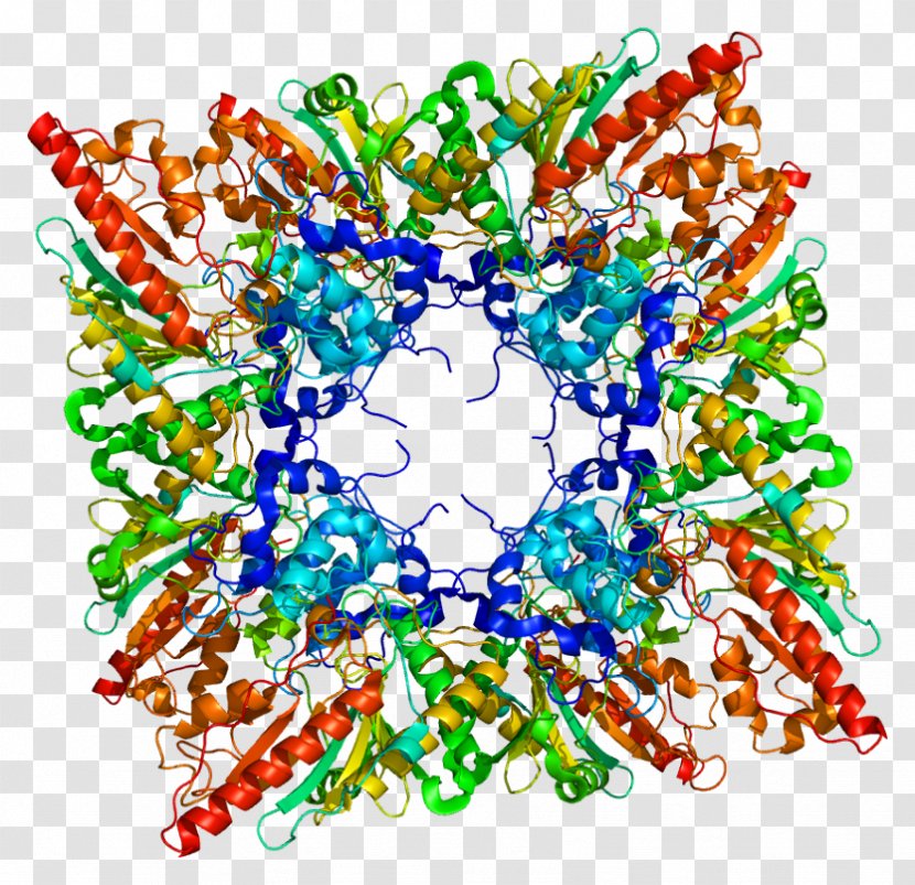 CKMT1B Creatine Kinase Protein Mitochondrion - Symptom - Organism Transparent PNG
