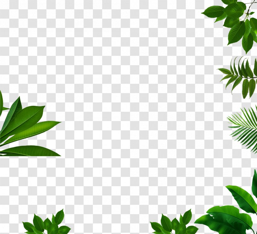 Download Clip Art - Branch - All Kinds Of Green Leaf Transparent PNG