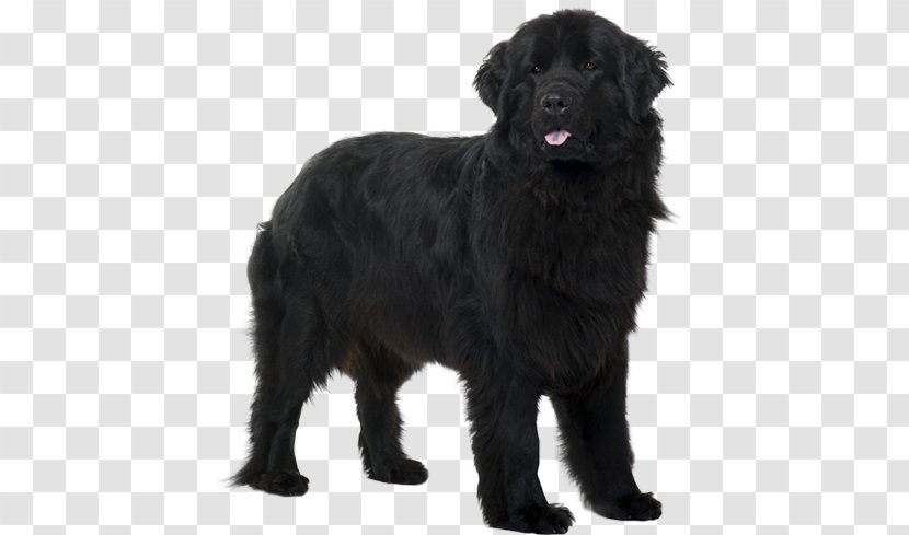 Flat-Coated Retriever Newfoundland Dog Black Russian Terrier Labrador Breed Transparent PNG