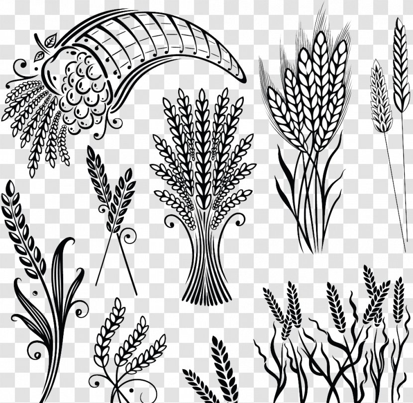 Cereal Wheat Grain Illustration - Grass Family - Hand Painted Transparent PNG