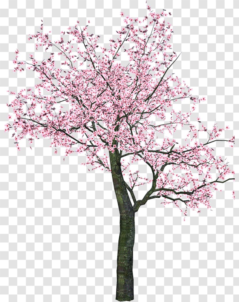 Blossom Tree Flower Clip Art - Shrub - Vs Versus Transparent PNG