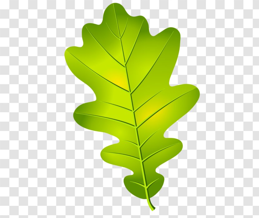 Oak Leaf Cluster Acorn Tree Transparent PNG