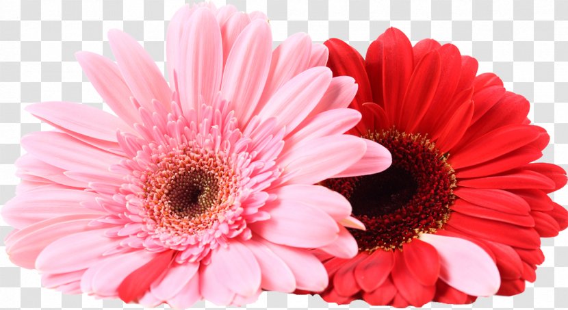 Transvaal Daisy Cut Flowers Chrysanthemum Room - Flower Transparent PNG
