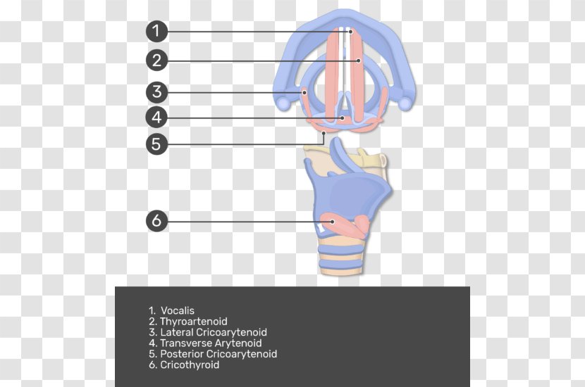 Anatomy Larynx Abdominal Internal Oblique Muscle External Human Body - Innervation - Muscles Of The Transparent PNG