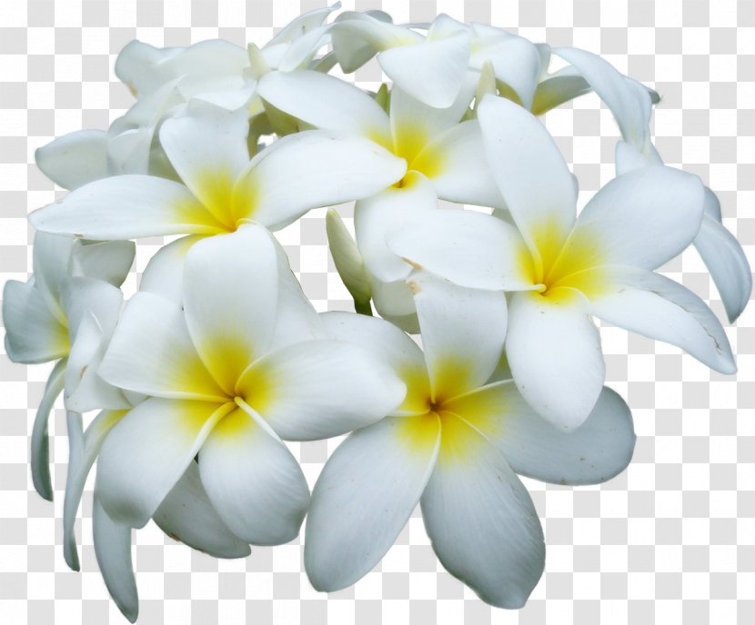 Flower Frangipani Clip Art - White Transparent PNG