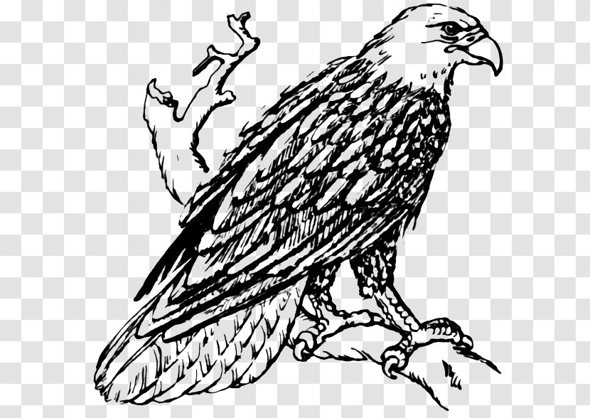 Bald Eagle White-tailed Golden Clip Art - Coloring Book Transparent PNG