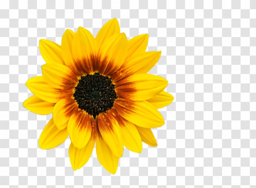 Sunflower - Plant - English Marigold Gerbera Transparent PNG