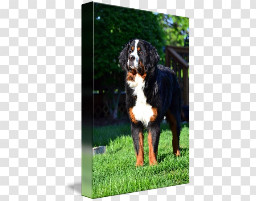 Bernese Mountain Dog Greater Swiss Breed Entlebucher - Like Mammal Transparent PNG